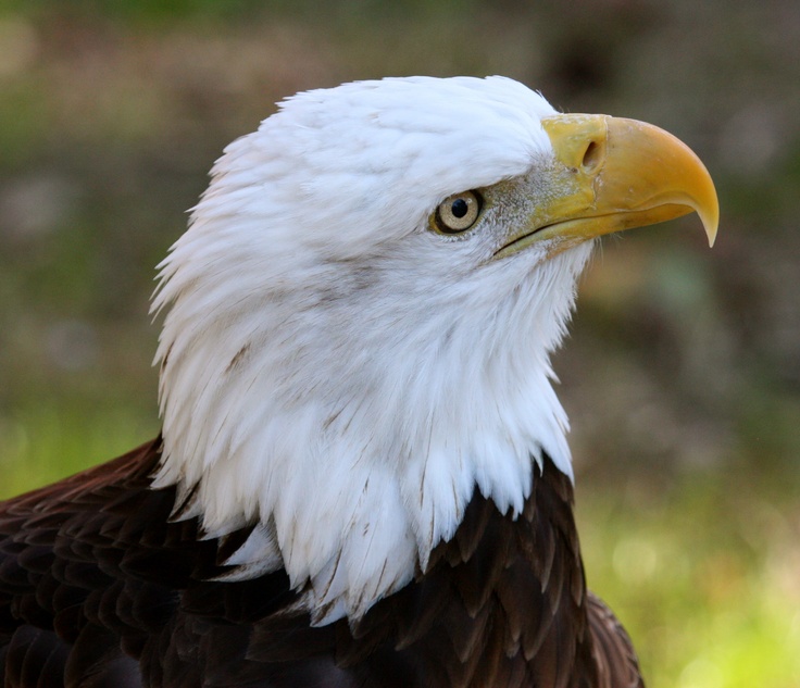 The Majestic Bald Eagle